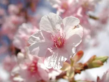 Flor de sakura (????