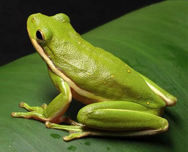 La alopecia de la rana verde