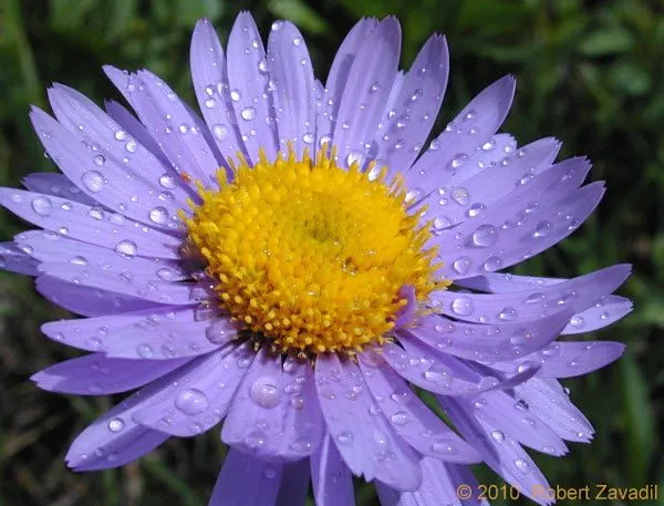 Alpine Daisy Photo - Glacier Park Photo Gallery