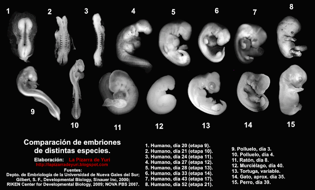 Evolucion del embrion humano - Imagui