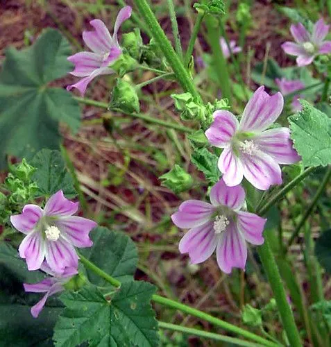 Alta mar | Una flor en el camino