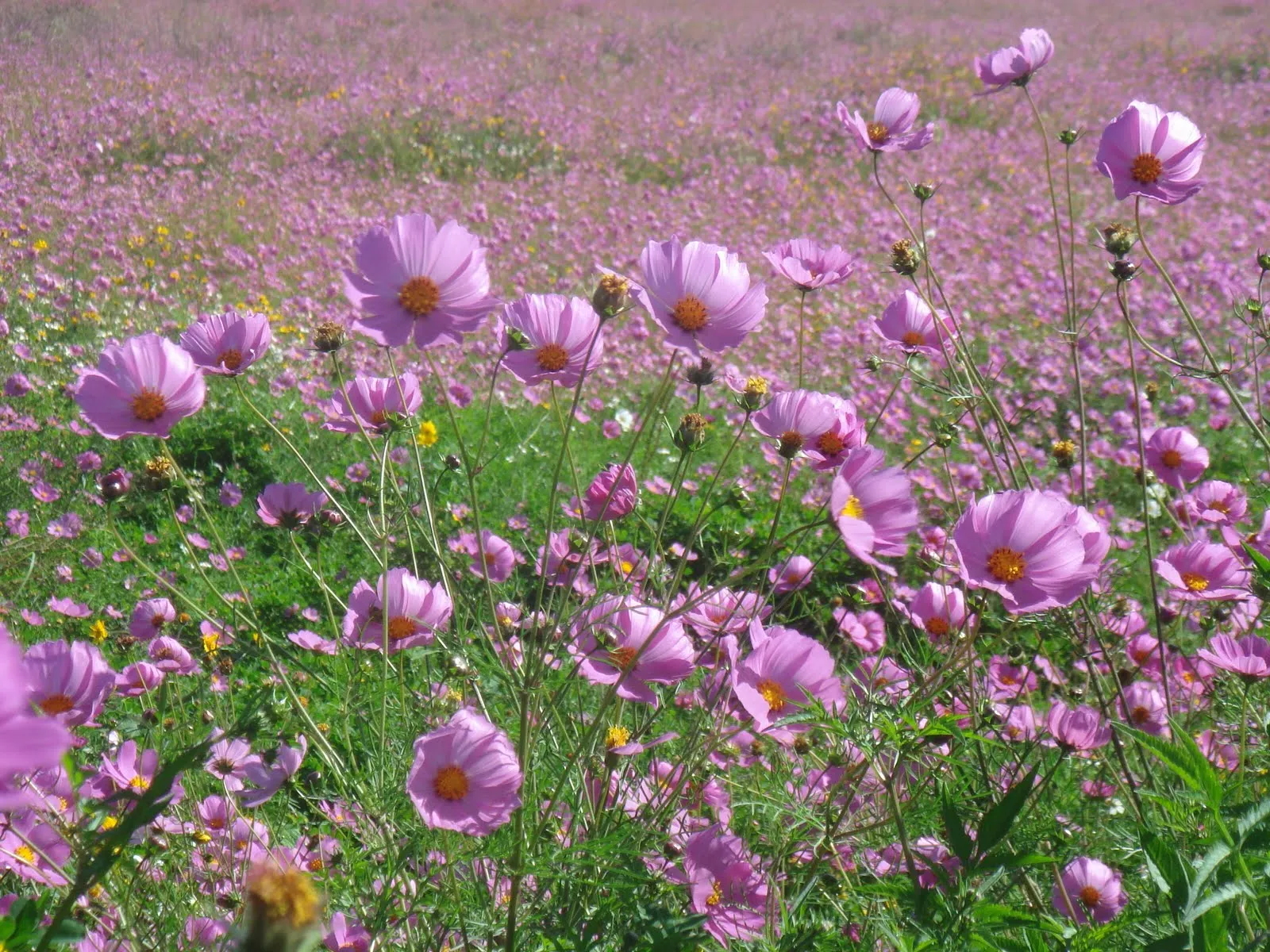 Altiplano: Flores Silvestres