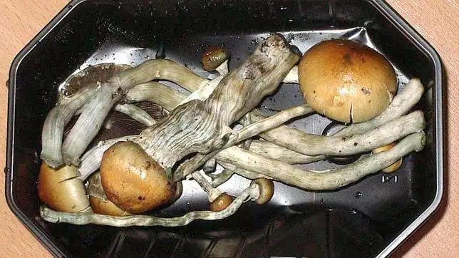 Los alucinógenos reducen la actividad cerebral y limitan «la ...