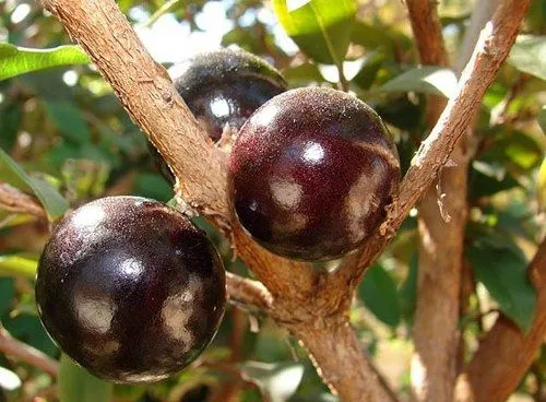 Alumnos de Primaria: ¿Sabías? Este árbol da frutos en el tronco