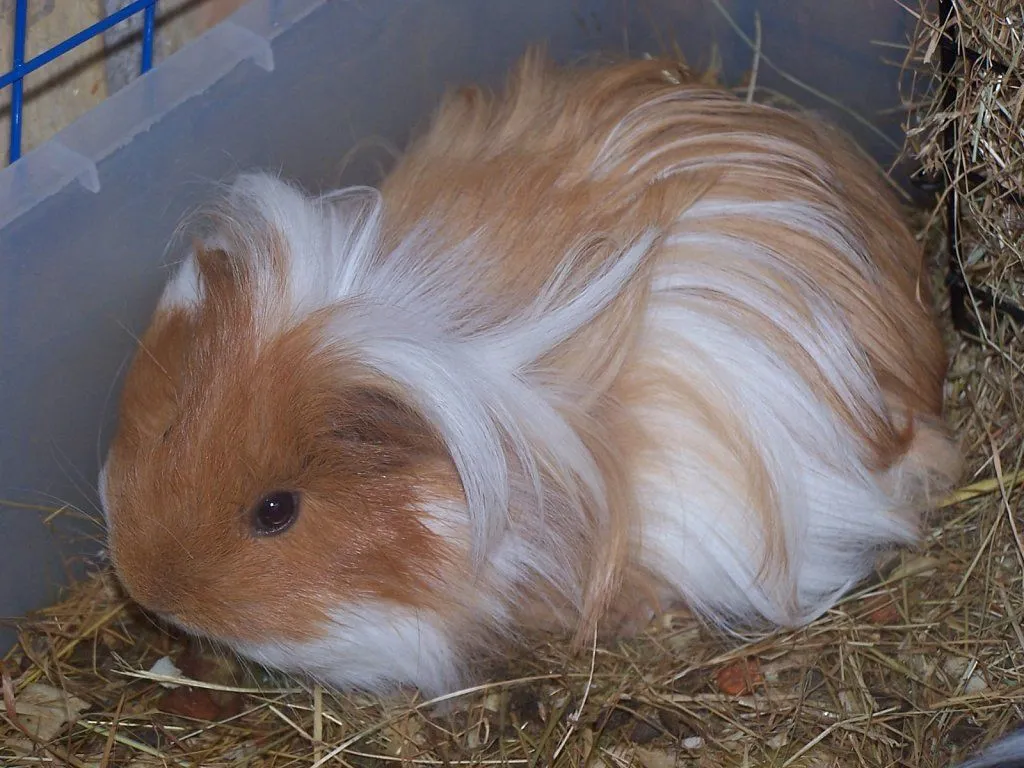 cobaya pelo largo | Cuidar de tu mascota es facilisimo.