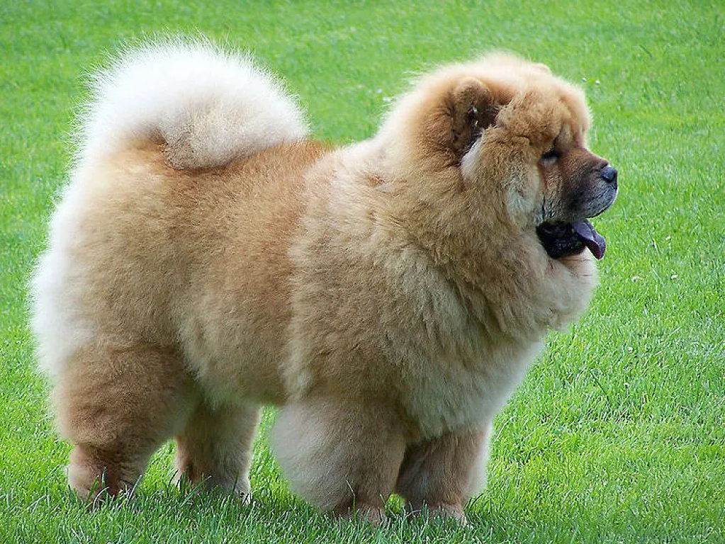 chow chow blanco | Cuidar de tu perro es facilisimo.