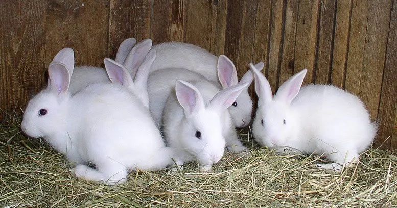 MI AMADO CUCHITRIL: soñar con cientos de conejos blancos