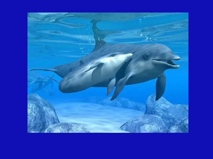 Para Los Que Aman Los Delfines