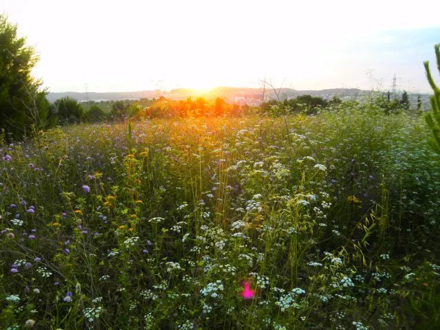 Amanecer en el campo | fotos de Naturaleza