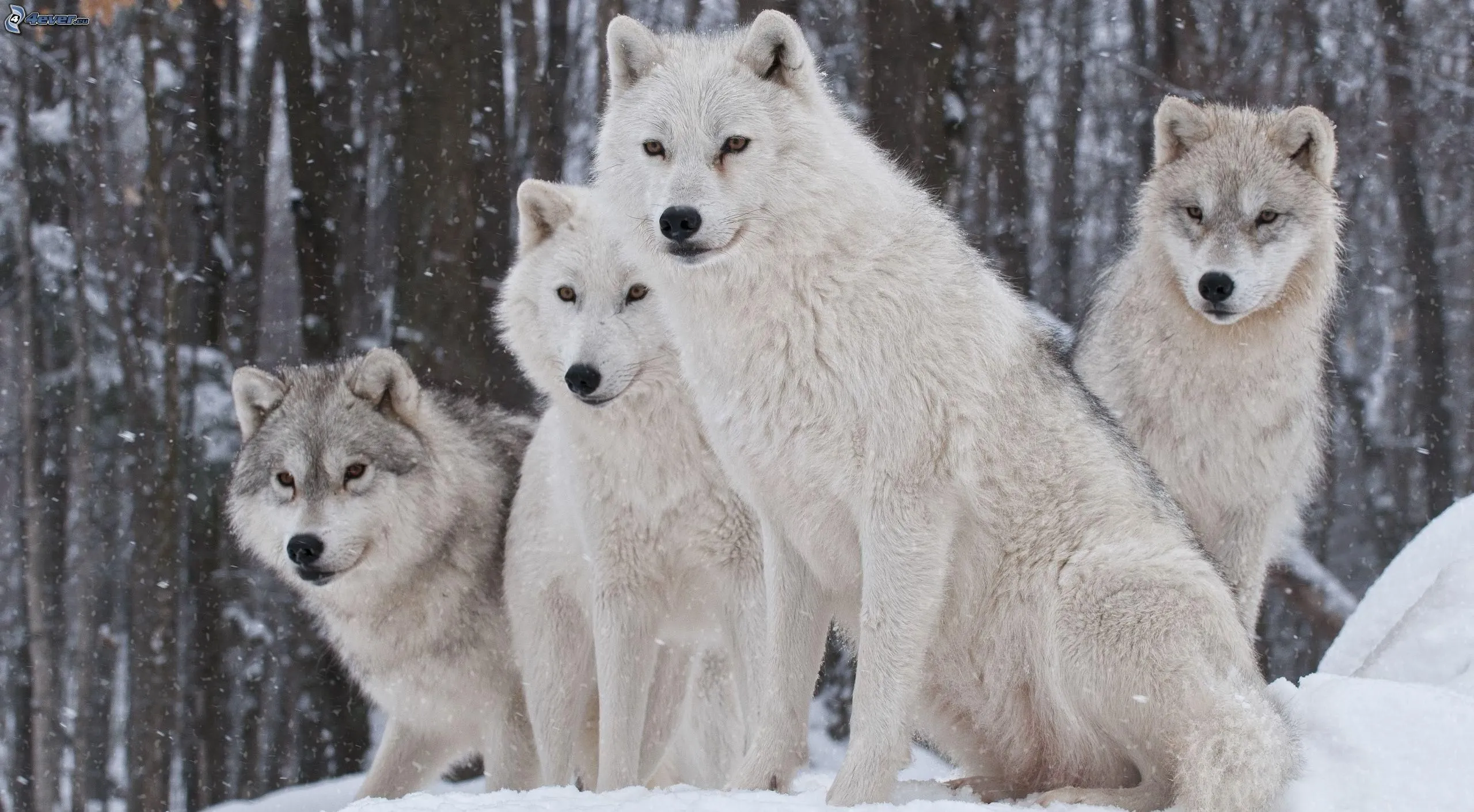 AMANTES DE LOS HUSKIES Y LOBOS