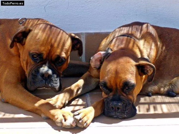 Para Los Amantes De Los Perros Boxers - Taringa!