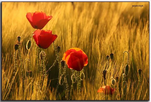 Amapolas en campo de trigo "Explore 222" | Flickr - Photo Sharing!