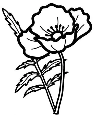 AMAPOLAS DIBUJOS PARA COLOREAR | Dibujos para colorear