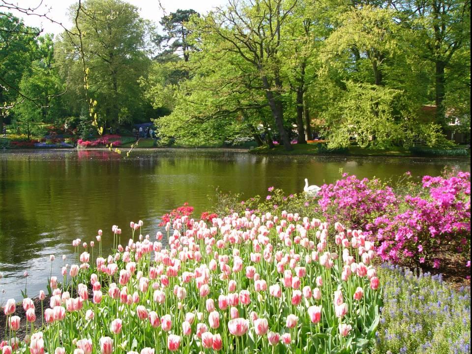 AMAPOLAS POR EL MUNDO