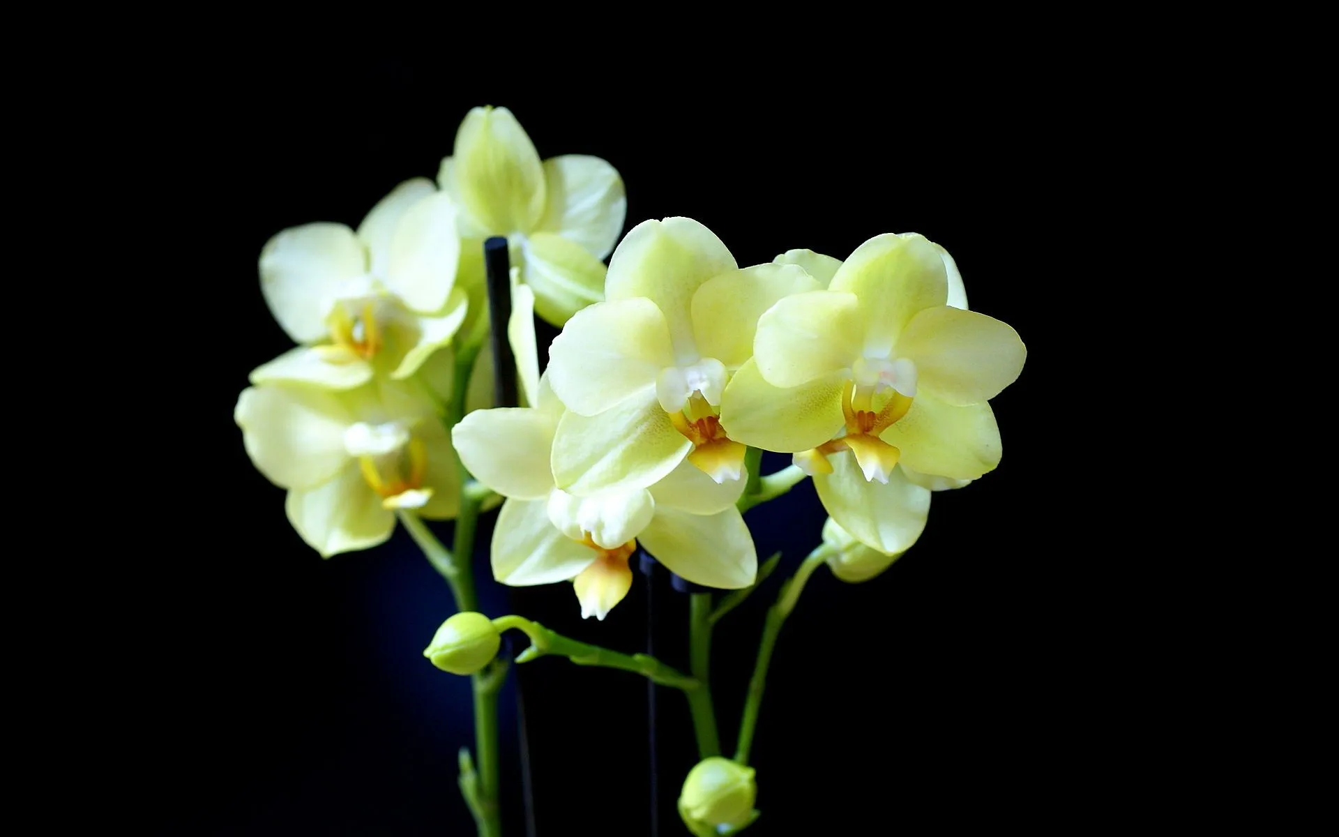 amarillea phalaenopsis de orquidea con el fondo negro en la foto de ...