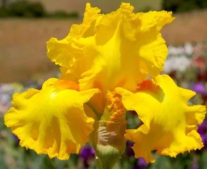 Amarillo Frills at Nola's Iris Garden - Bearded Iris.