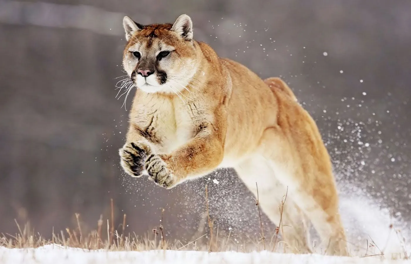 Amazing Jumping Puma Photos