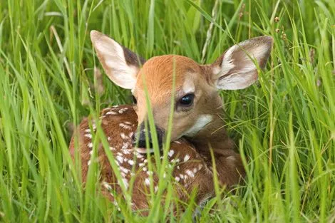 Amazing photo of a fawn at Shenandoah - PhotoNaturalist