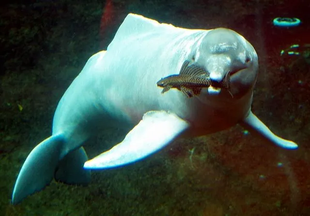 Amazonasdelfin - Wikipedia