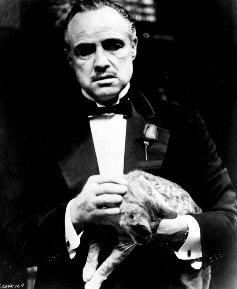 Amazon.com: El padrino Marlon Brando sosteniendo gato foto impresión (8 x 10) : Hogar y Cocina