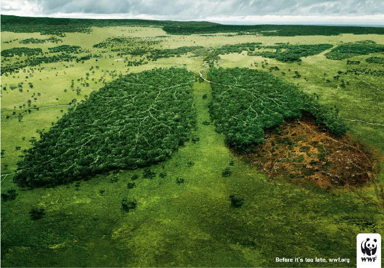 TODO SOBRE EL MEDIO AMBIENTE: Los pulmones de la tierra