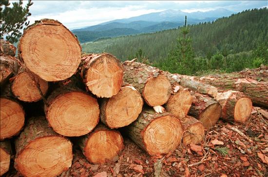 Medio Ambiente: Tala y quema de árboles es una causa de ...