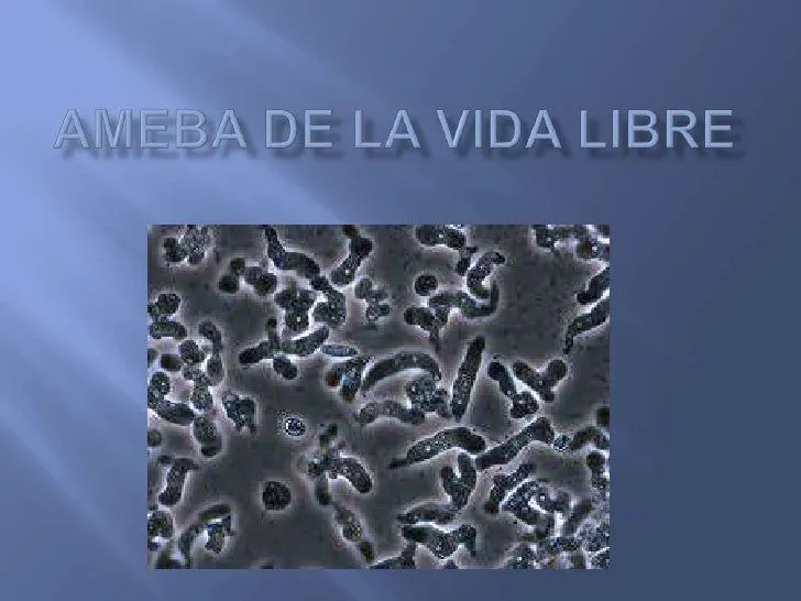 Ameba de la vida libre