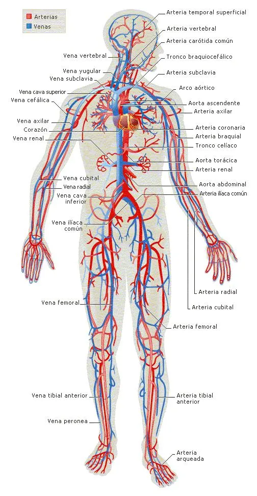 el cuerpo humano y sus partes: Aparato circulatorio