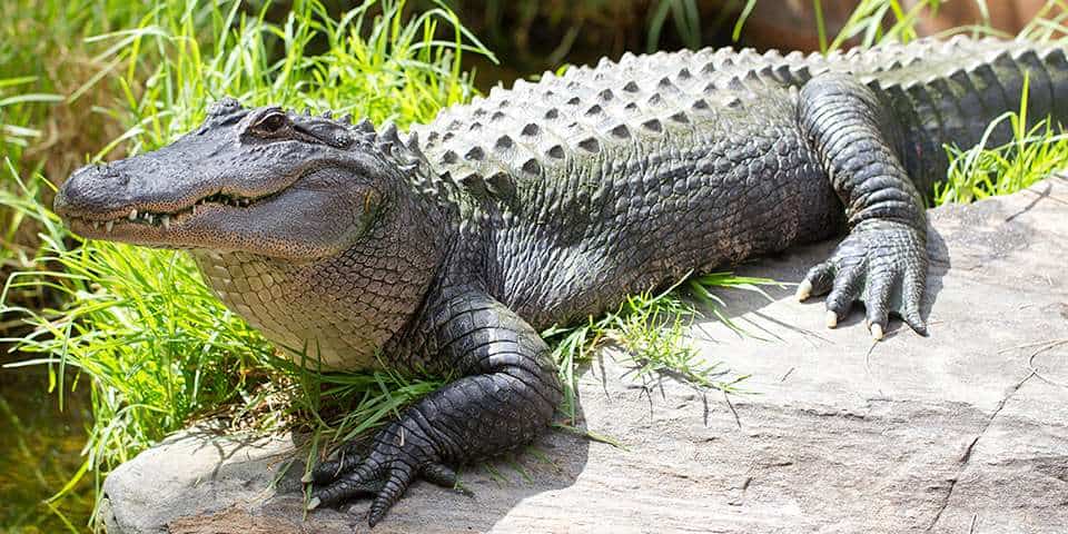 American Alligator - Adelaide Zoo