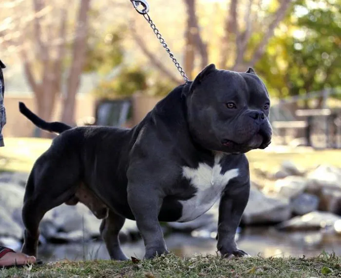 American Bully and Exotic Bully | The Exotic World of American ...