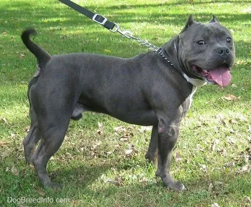 American Bully dogs Information and Pictures, Am Bullies