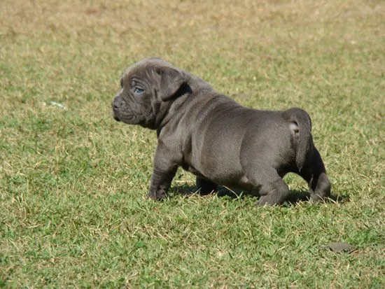 American Bully puppy photo and wallpaper. Beautiful American Bully ...