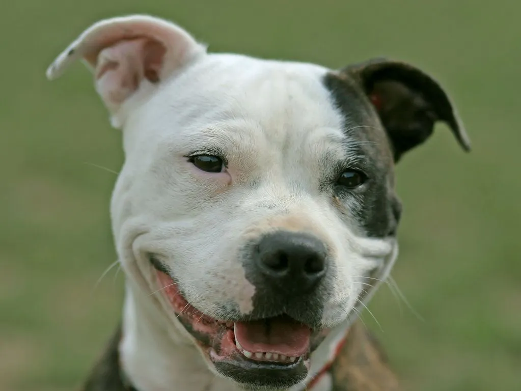 american | Cuidar de tu perro es facilisimo.