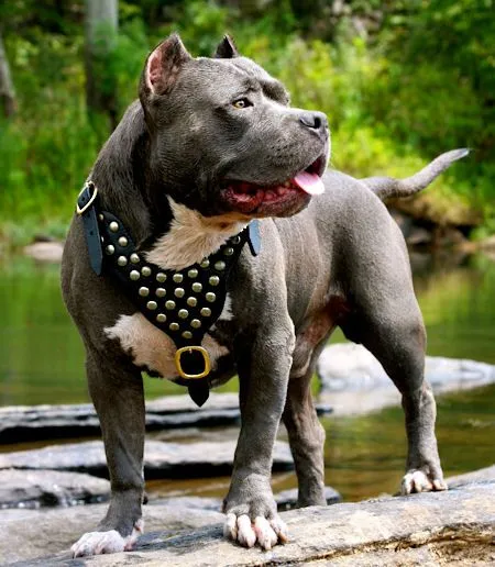 American Pit Bull Terrier Custom Leather Dog Harness with studds ...