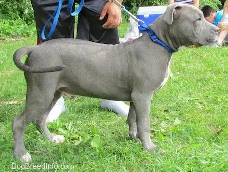 Pitbull pics, 4