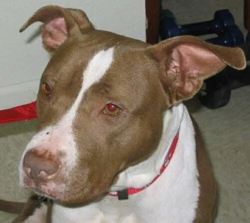 American Pit Bull Terrier. PerrosAmigos.