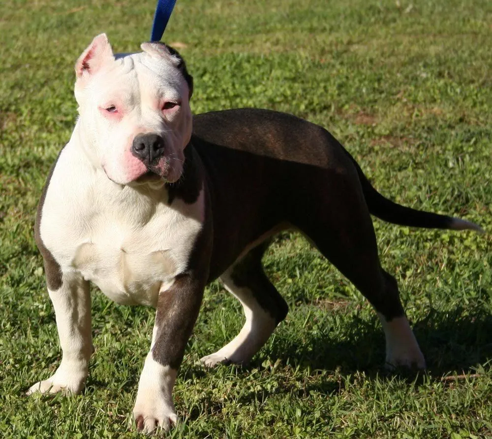 American Pit Bull Terrier. PerrosAmigos.