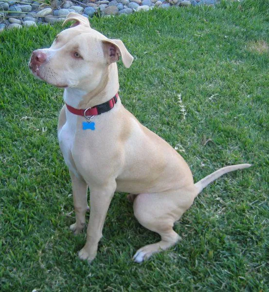 American Pit Bull Terrier. PerrosAmigos.