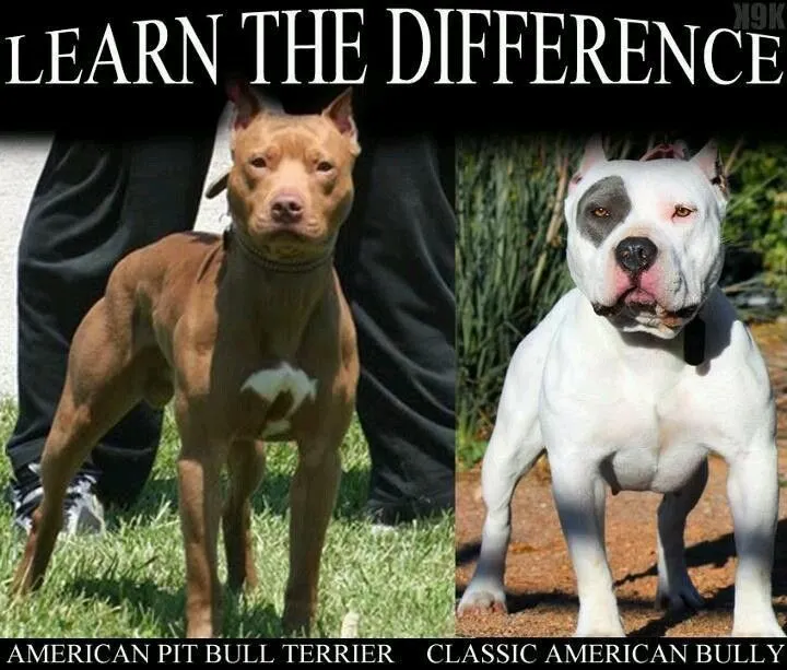 American Pit Bull Terrier vs. Classic American Bully | Random ...