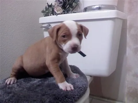 American Pitbull Cachorros, gris, azul en Alicante - 201686