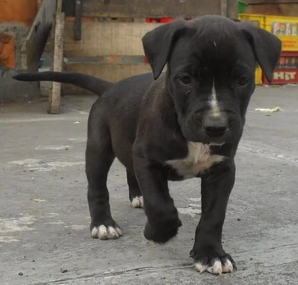 Pitbull american terrier cachorro - Imagui