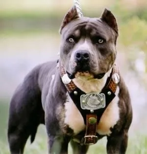 American Pitbull Dog Facts And New Photos | All Wildlife Photographs