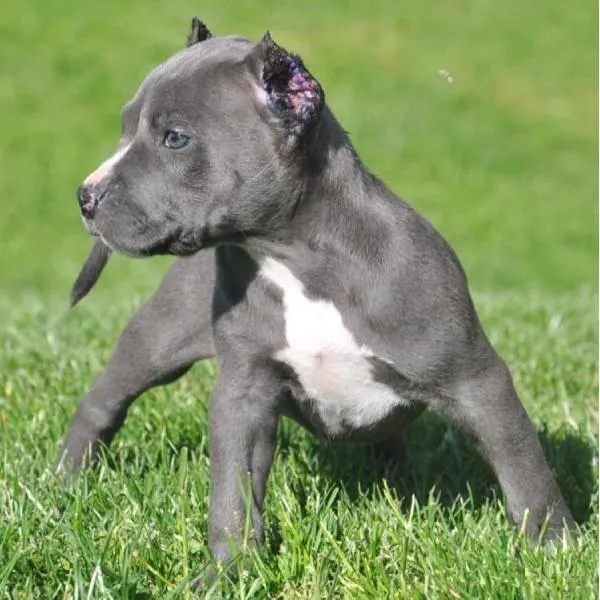 American Pitbull Terrier