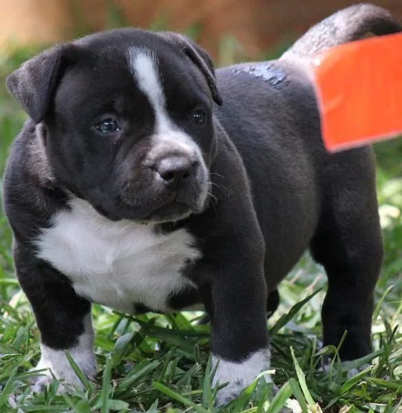 American Pitbull Terrier