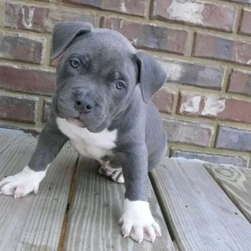 American Pitbull Terrier