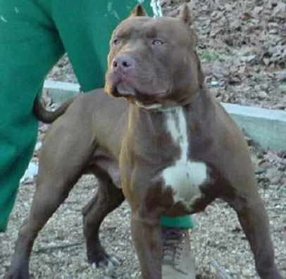 American Pitbull Terrier