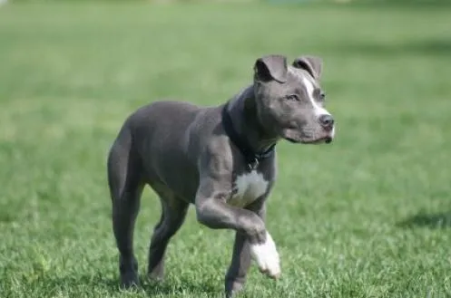 American Pitbull Terrier | Fun Animals Wiki, Videos, Pictures, Stories