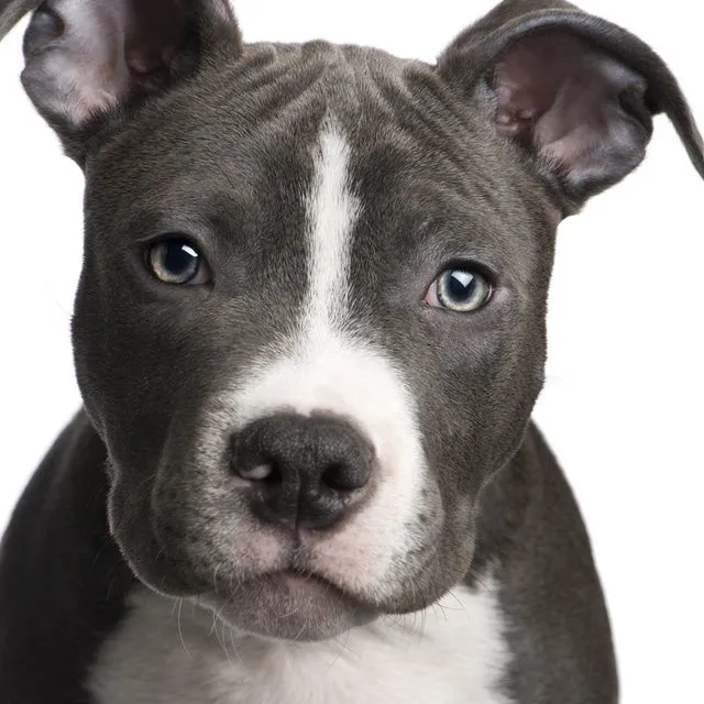 American Pitbull Terrier - Razas perros | Mascotas.