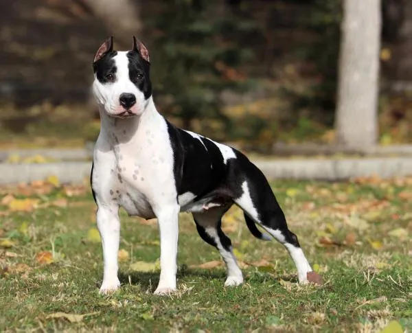 American Staffordshire Terrier (Amstaff) | Mil Razas de Perros