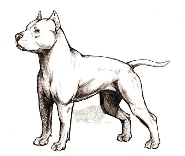 American staffordshire terrier by Reike on DeviantArt